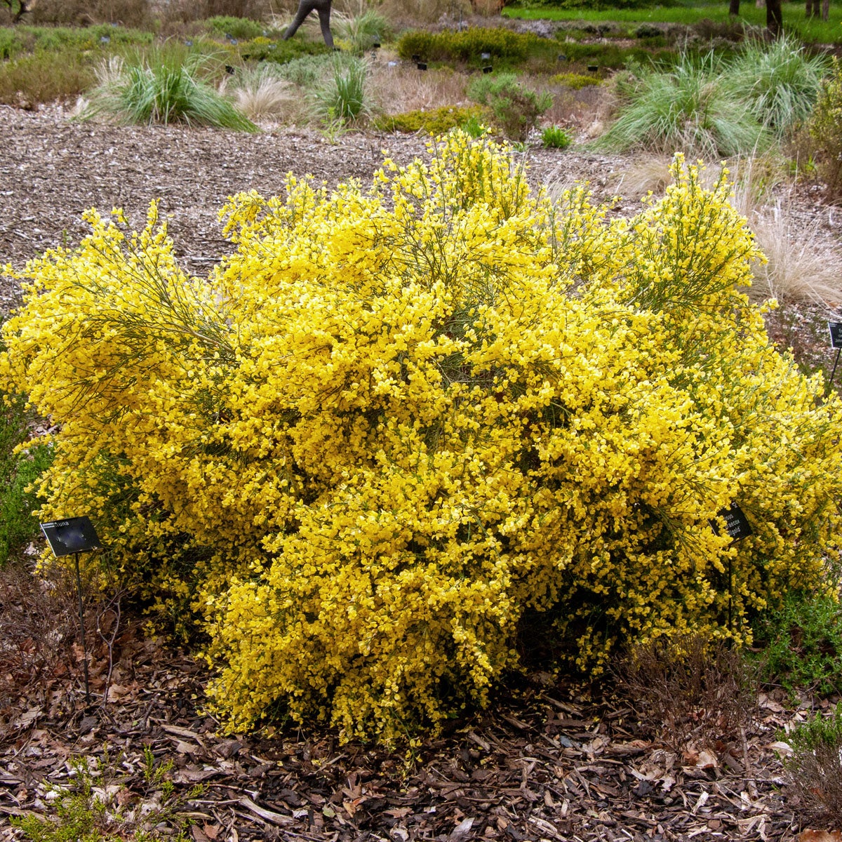 vårginst 'Allgold'