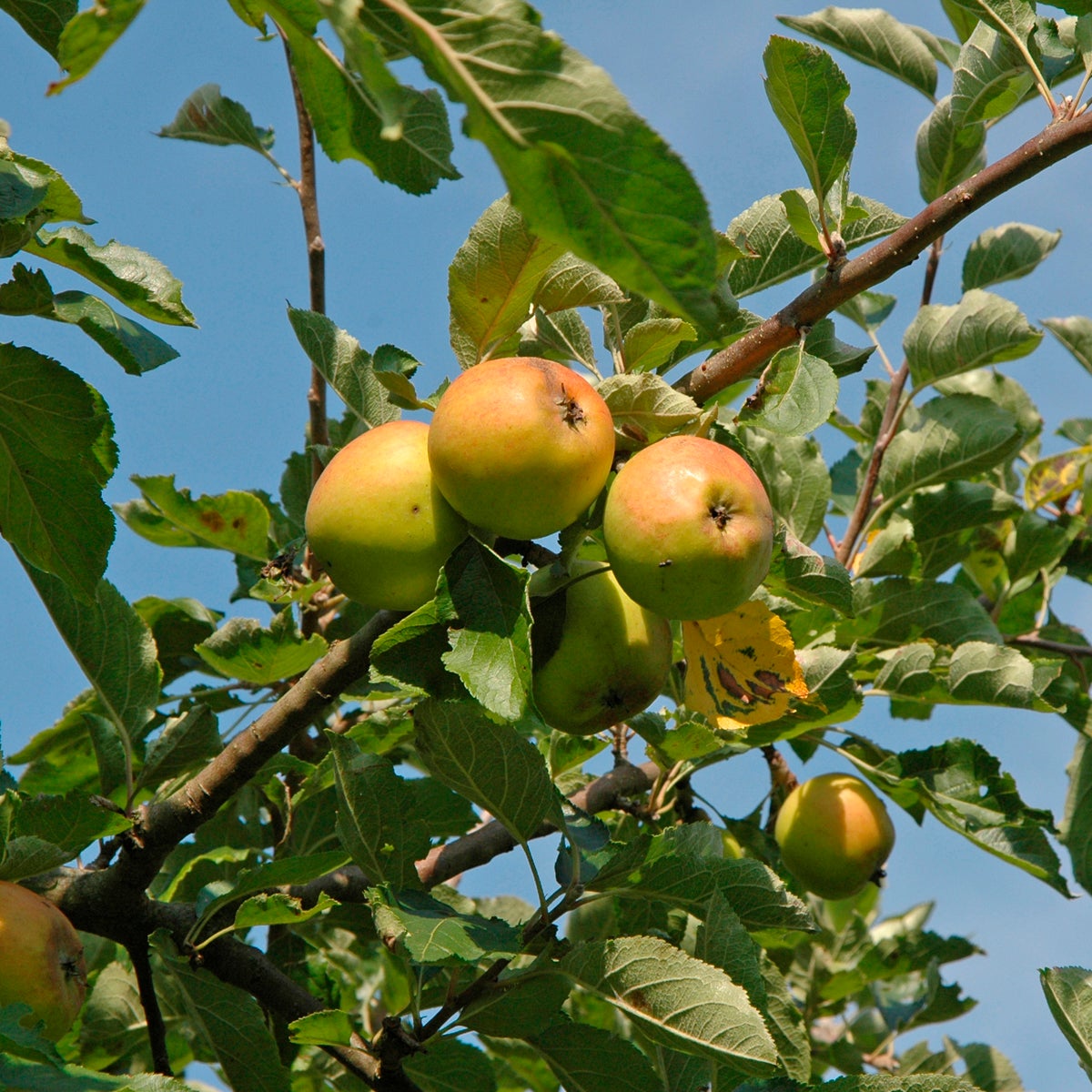 äpple 'Holsteiner Cox'