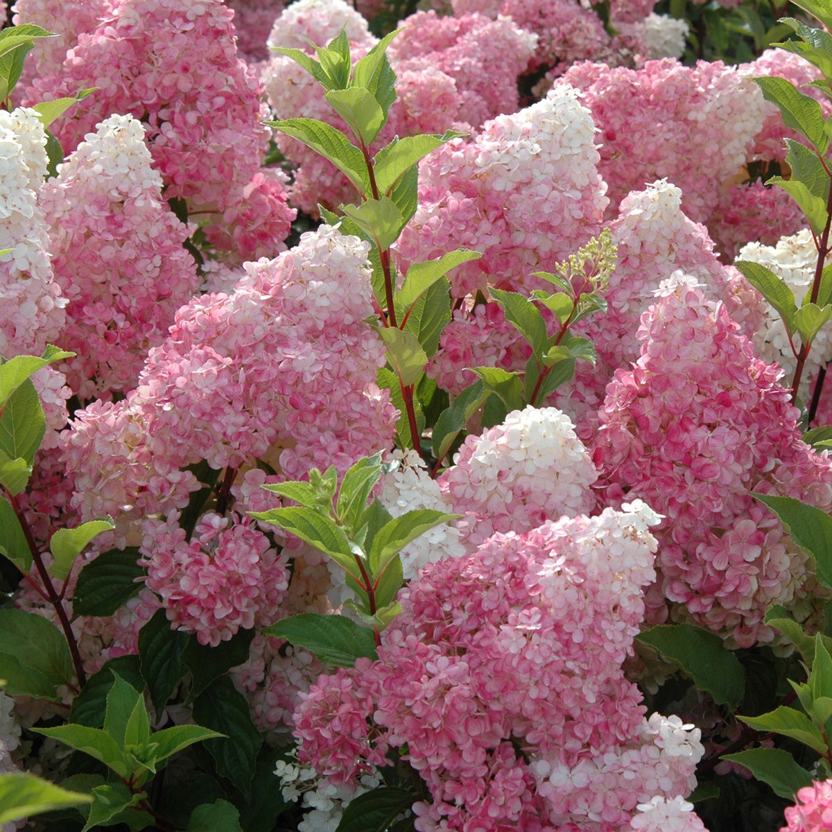 vipphortensia Vanille-Fraise