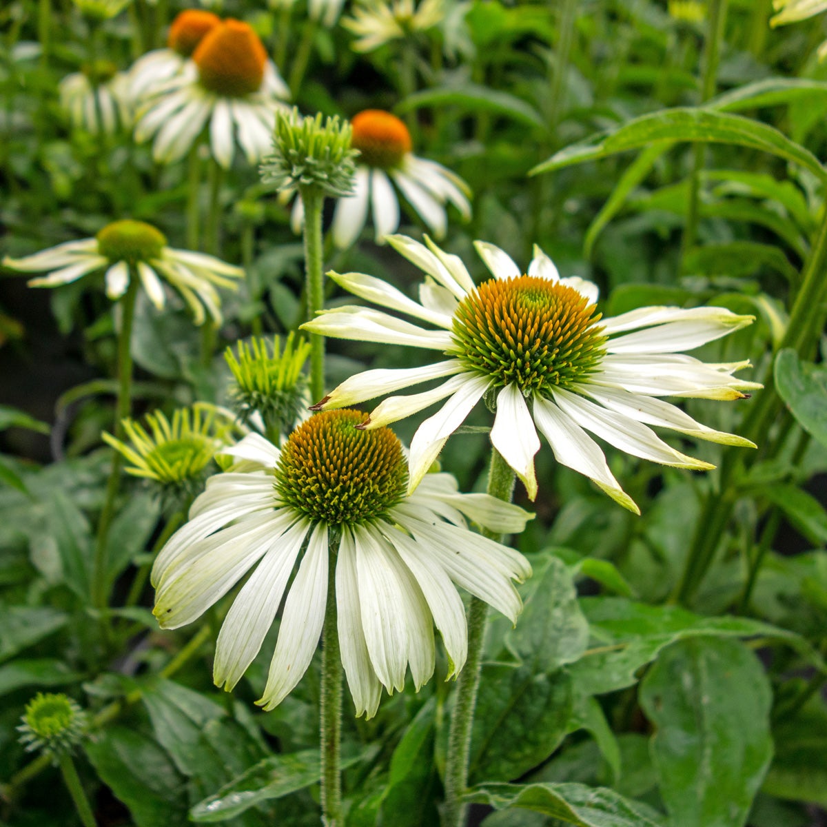 röd solhatt 'White Swan'