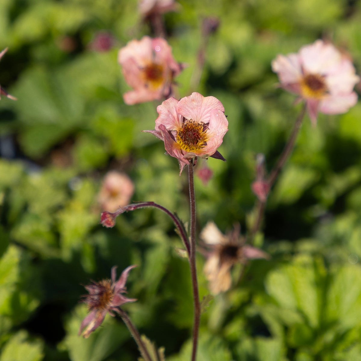 trädgårdsnejlikrot 'Coral Pearl'