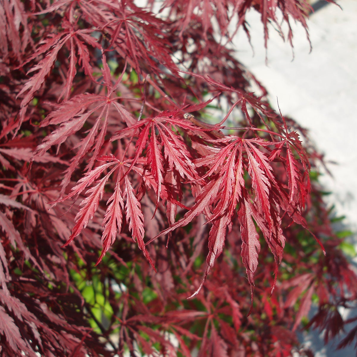 flikbladig japanlönn 'Garnet'