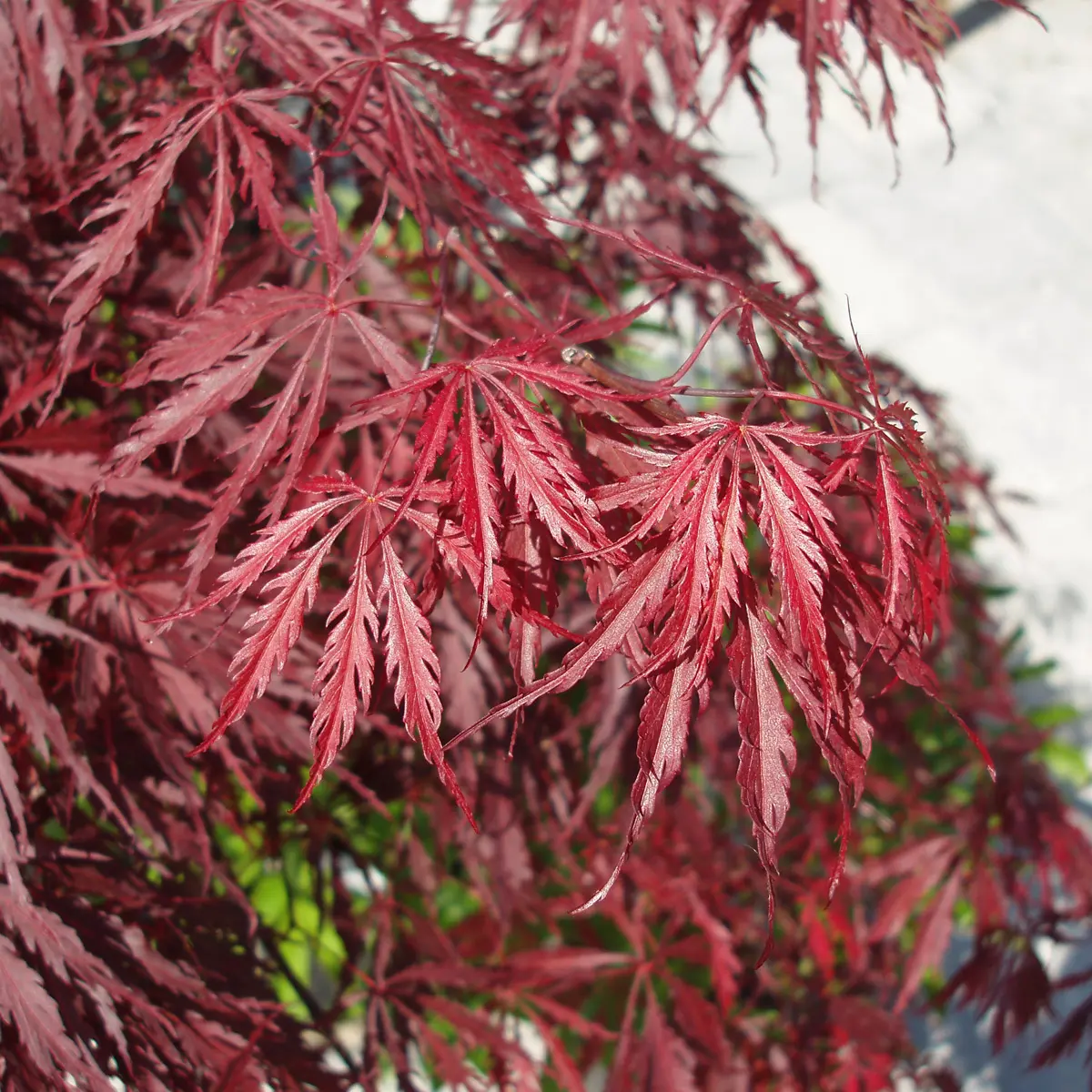 flikbladig japanlönn 'Garnet'