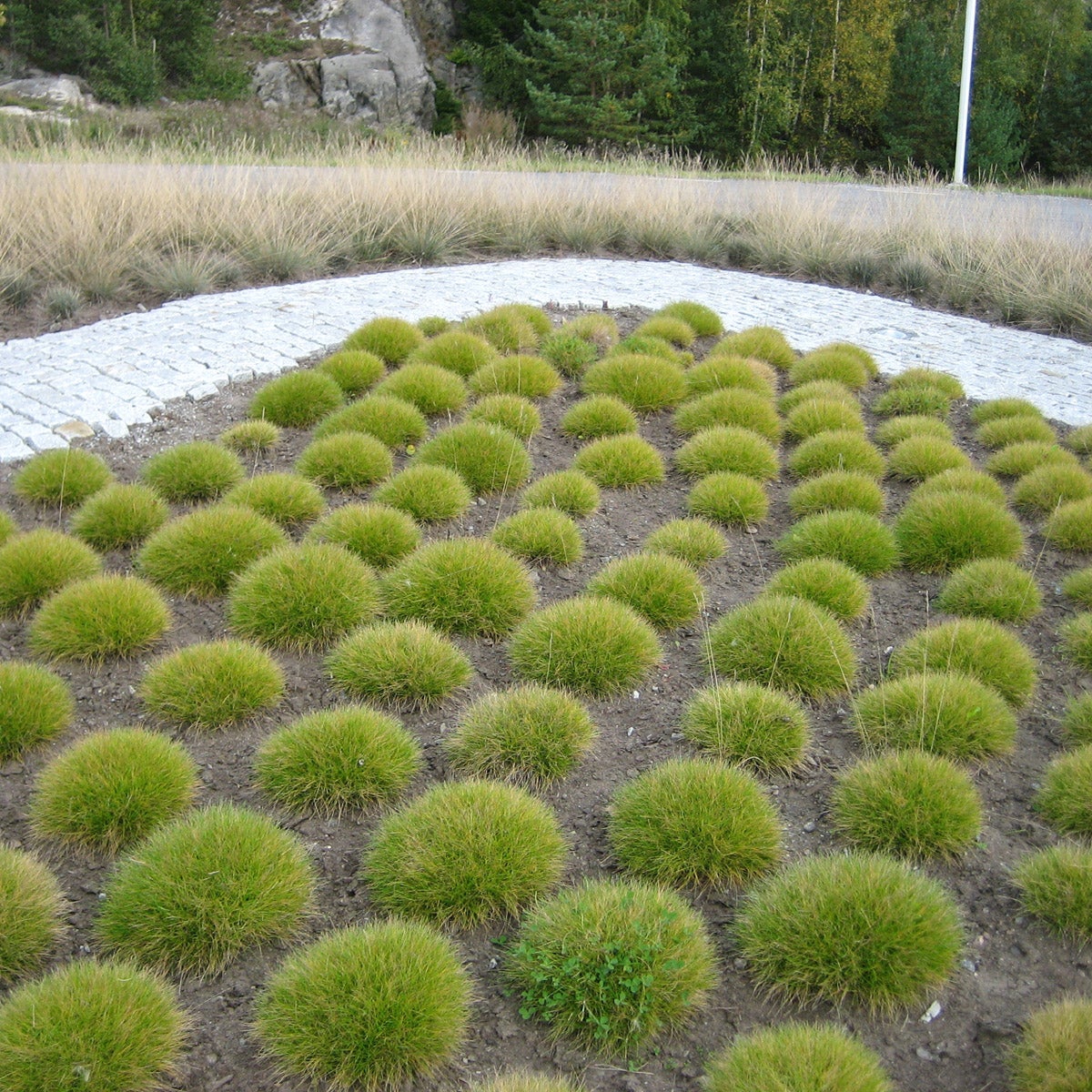 björnsvingel