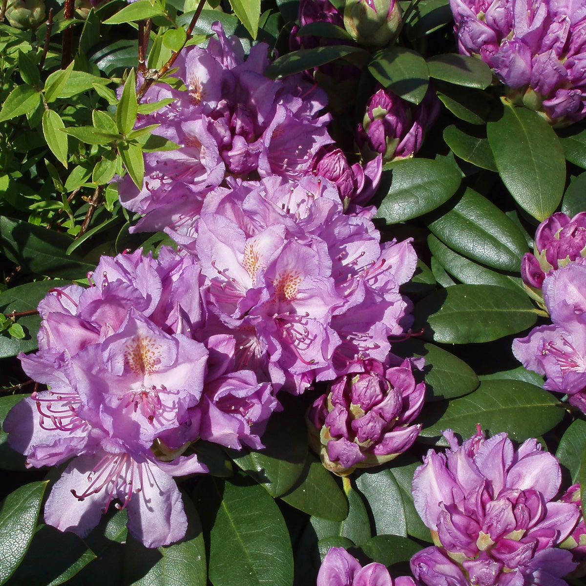 parkrododendron 'Catawbiense Grandifl.'