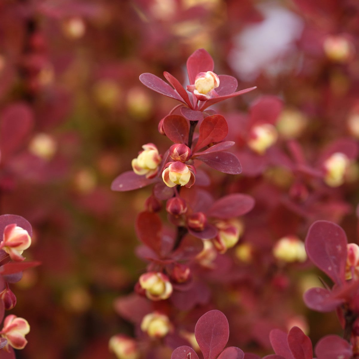 häckberberis 'Orange Rocket'PBR