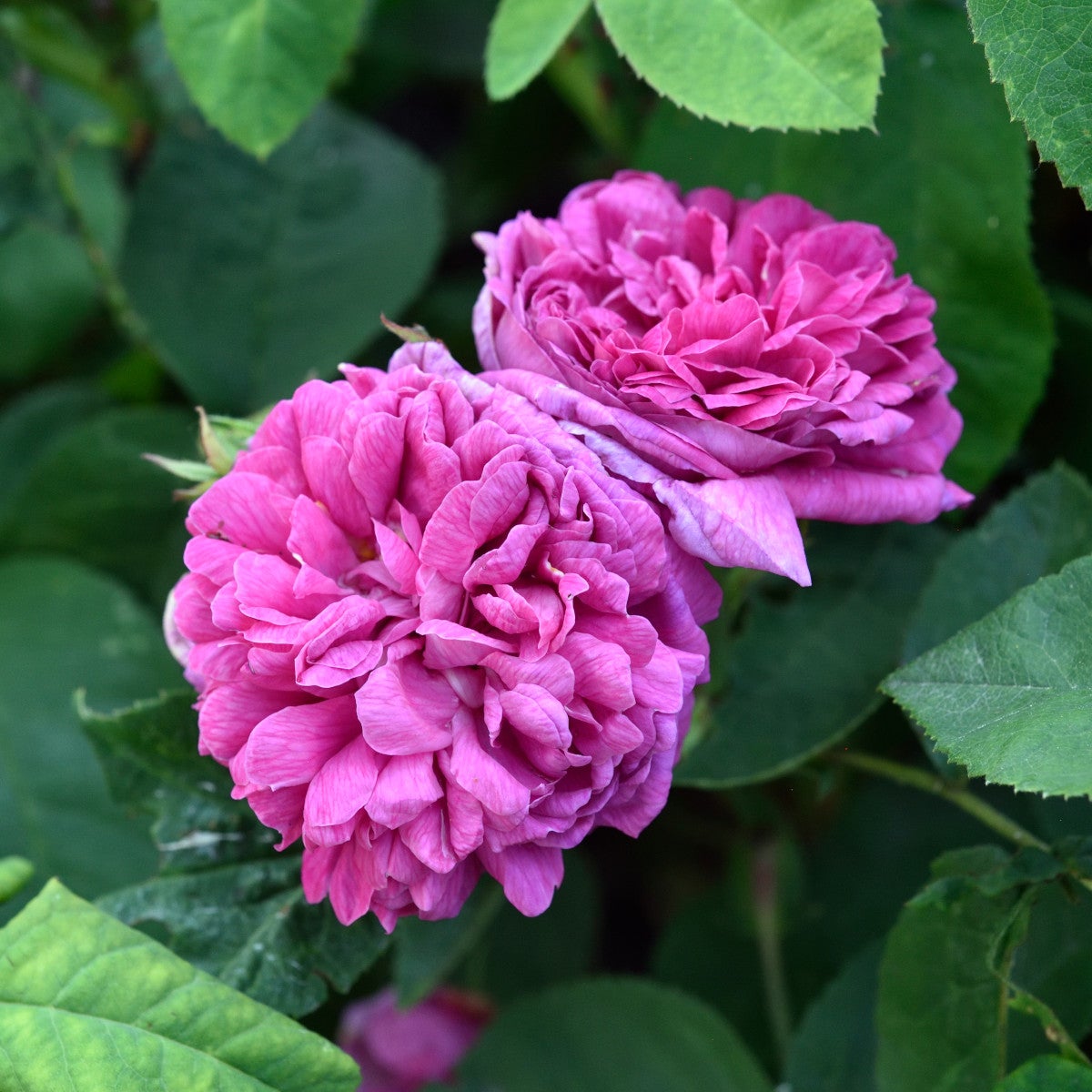 höstdamascenerros 'Rose de Rescht'