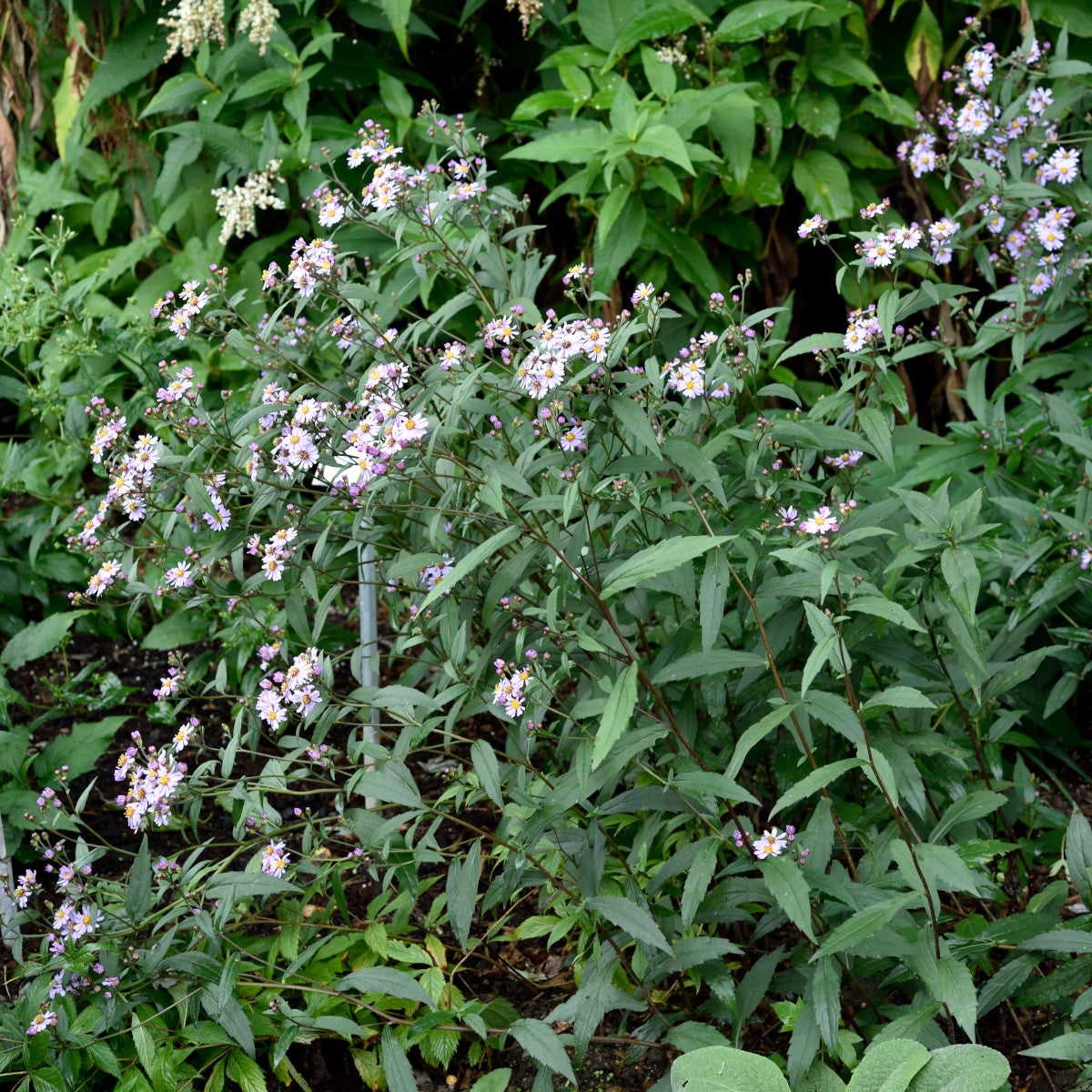 balsamaster 'Harry Smith'