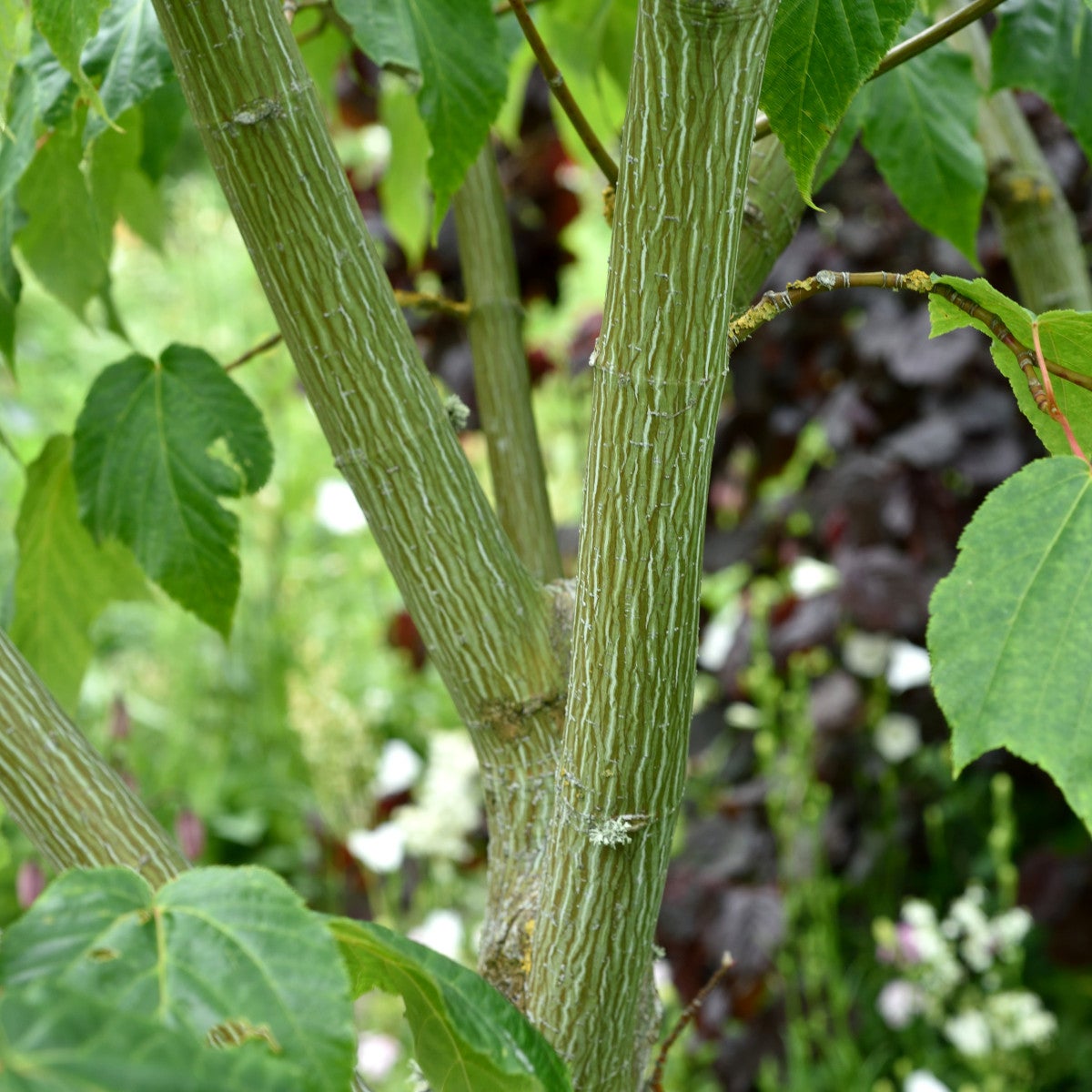 amerikansk strimlönn