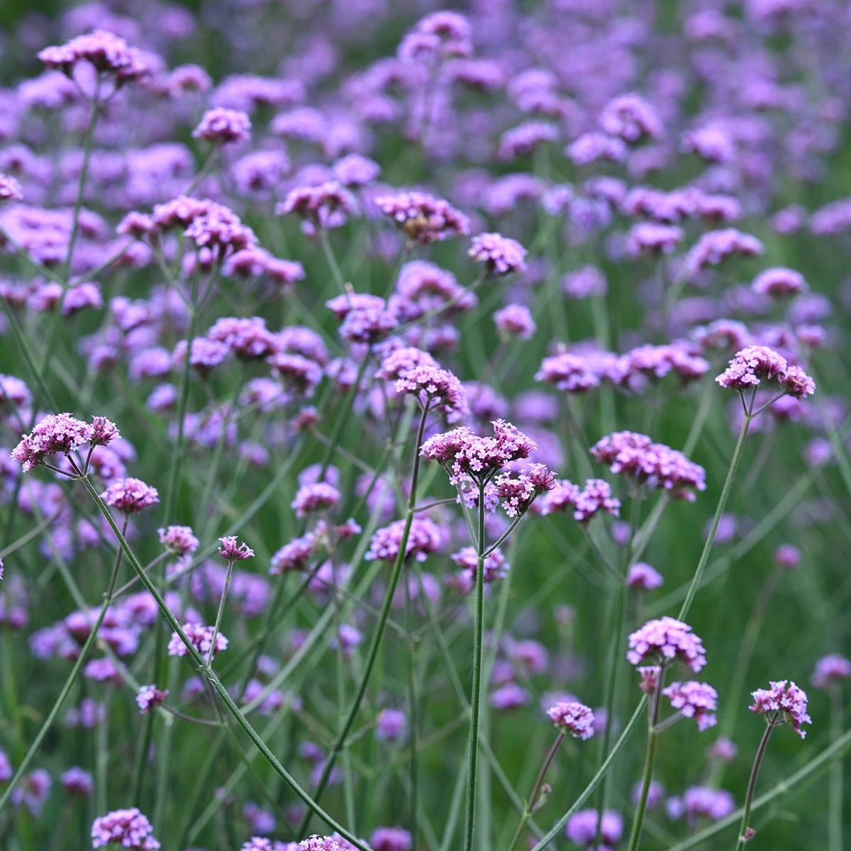 jätteverbena