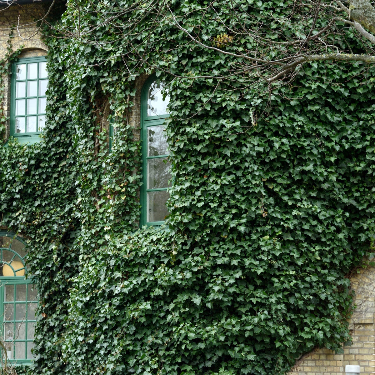 storbladig murgröna