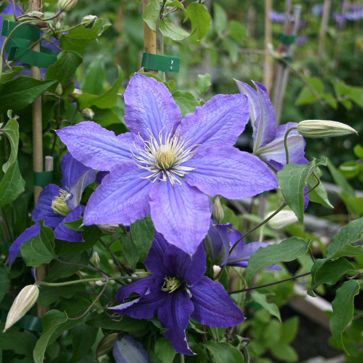 tidig storbl. klematis 'Rhapsody'