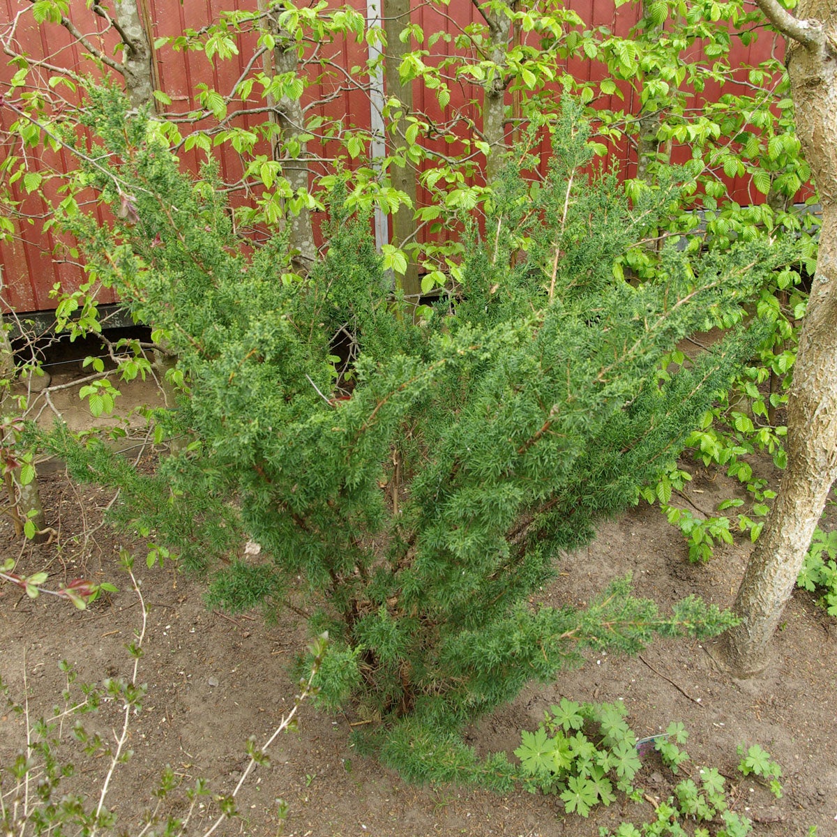 kinesisk en 'Blaauw'