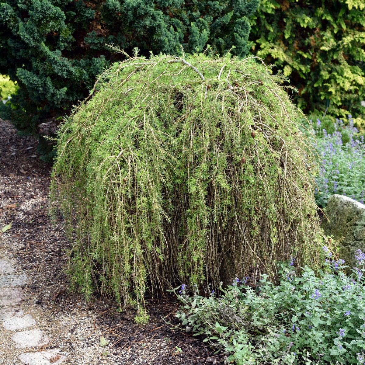 europeisk lärk 'Puli'