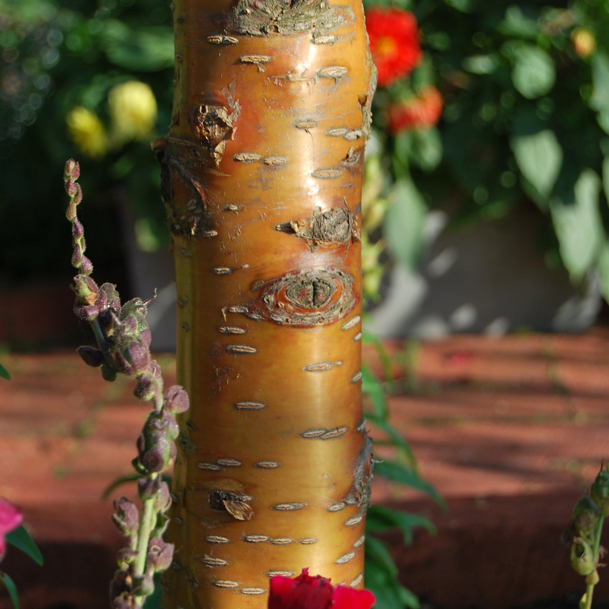 näverhägg 'Amber Beauty'