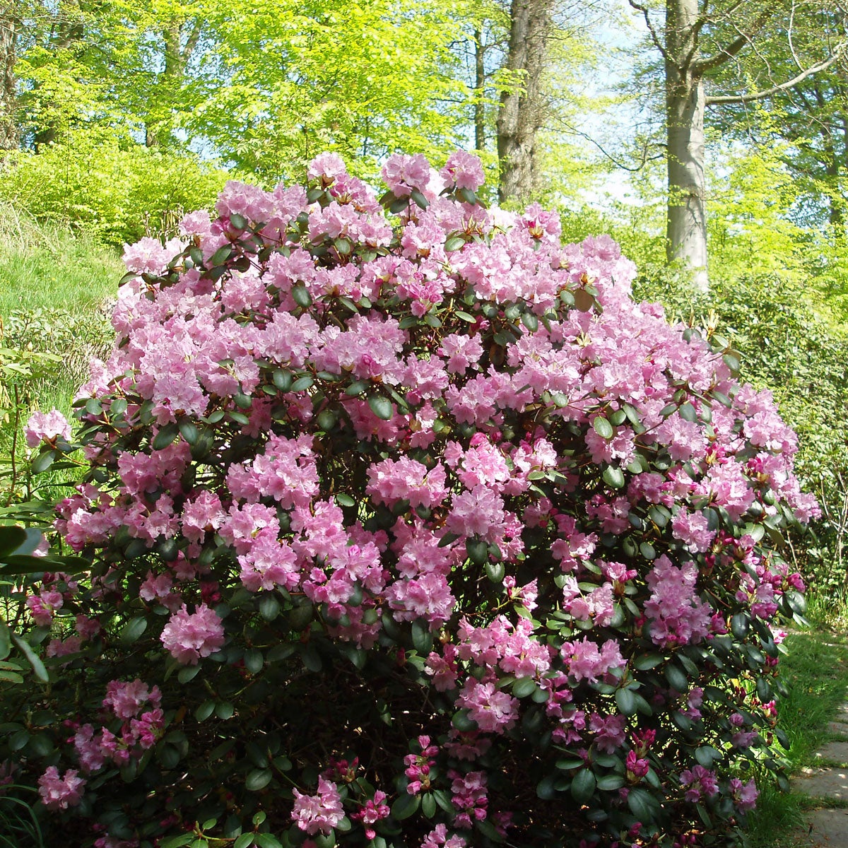 williamsianum-rododendron 'Vater Böhlje'