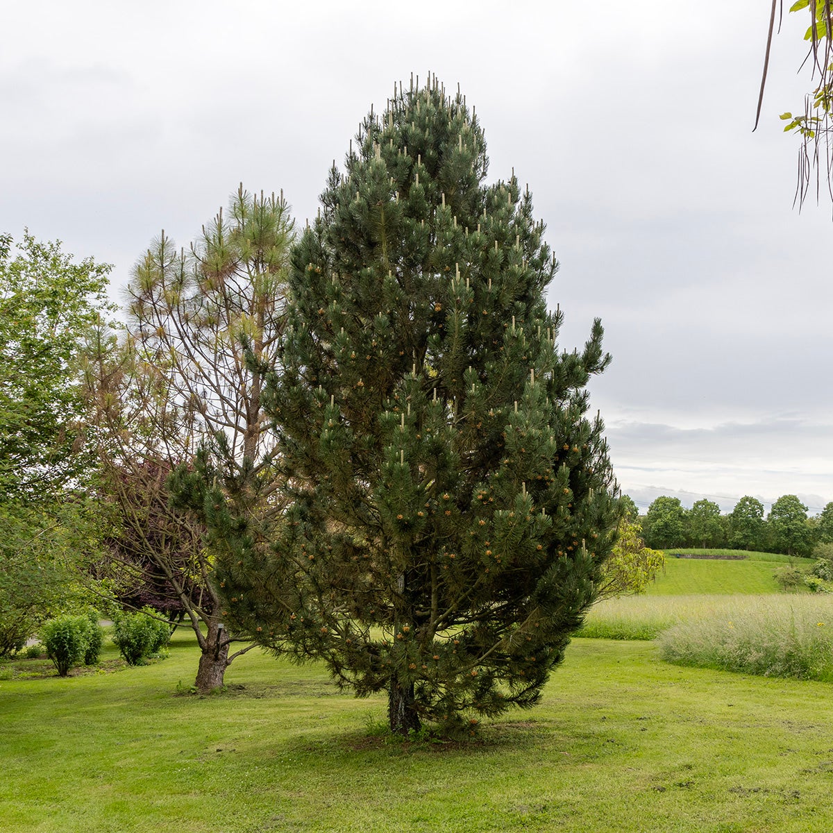 ormskinnstall
