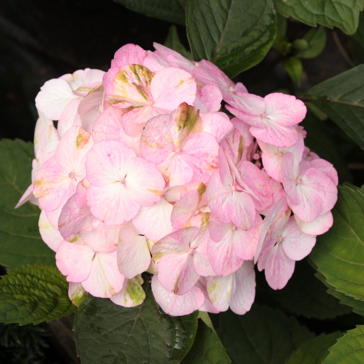 purpurhortensia 'Preziosa'