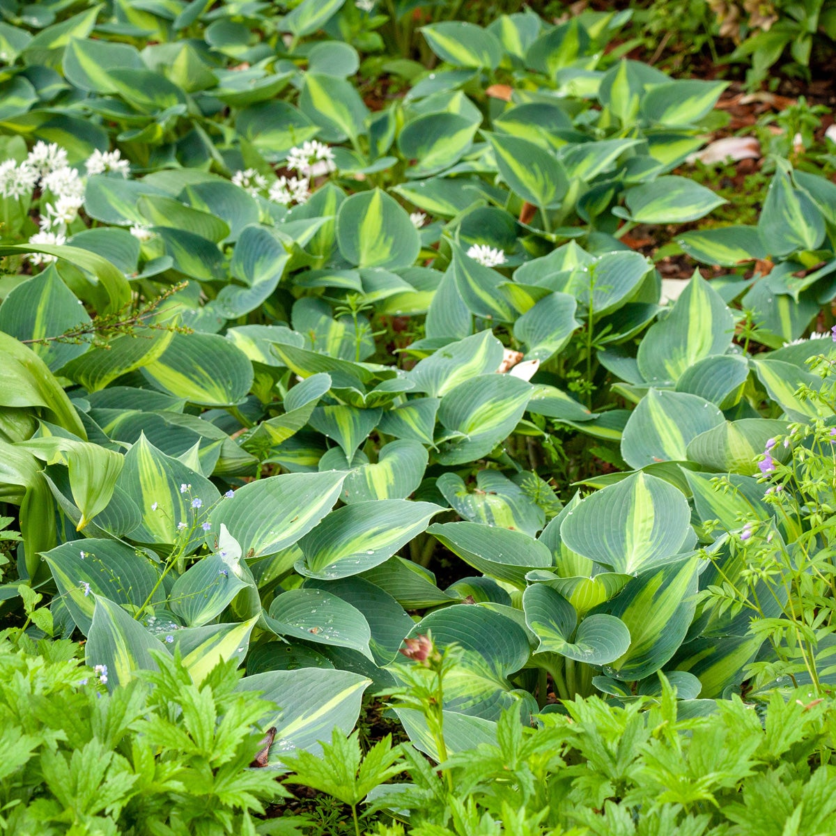funkia 'June'