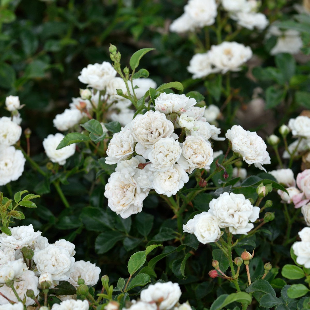 miniatyrros 'White Fairy'