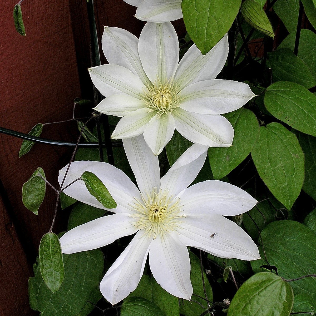 tid storbl klematis 'Mevrouw Le Coultre'