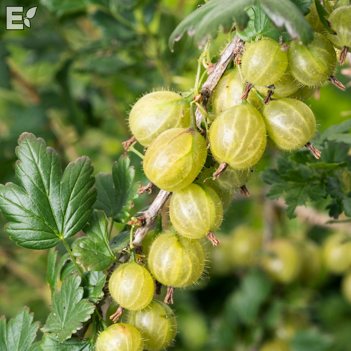 krusbär 'Invicta' E