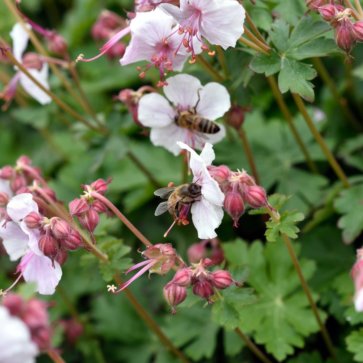 liten flocknäva