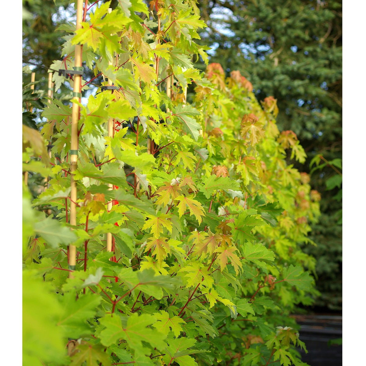 silverlönn 'Pyramidale'