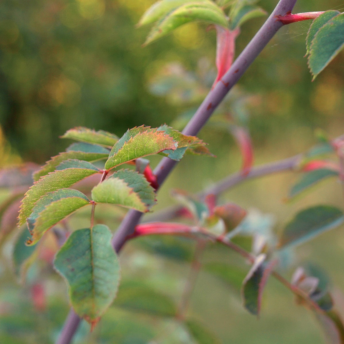 glauca-ros 'Skarvsjö'