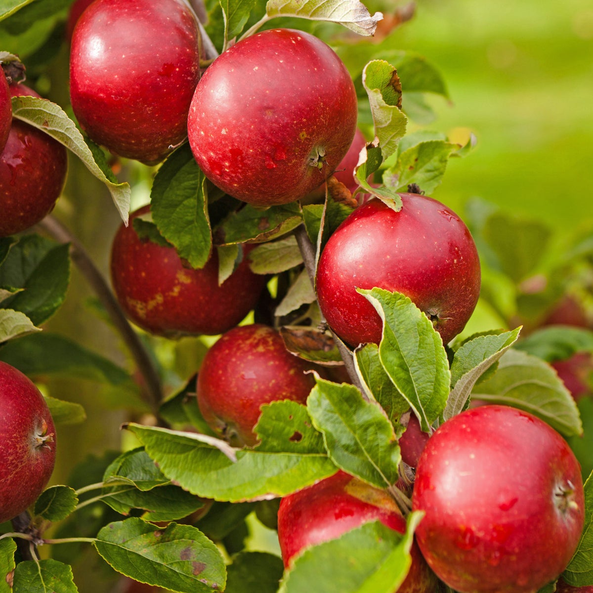 äpple 'Ingrid Marie'