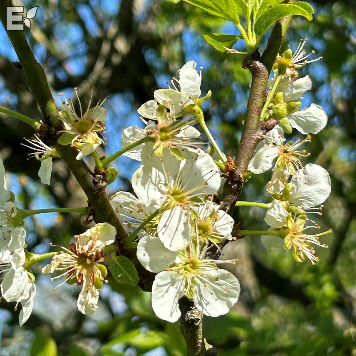 plommon 'Reine Claude d'Oullins' E