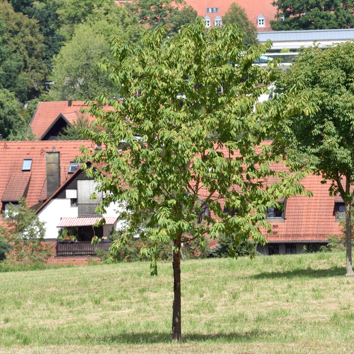 näverhägg 'Amber Beauty'