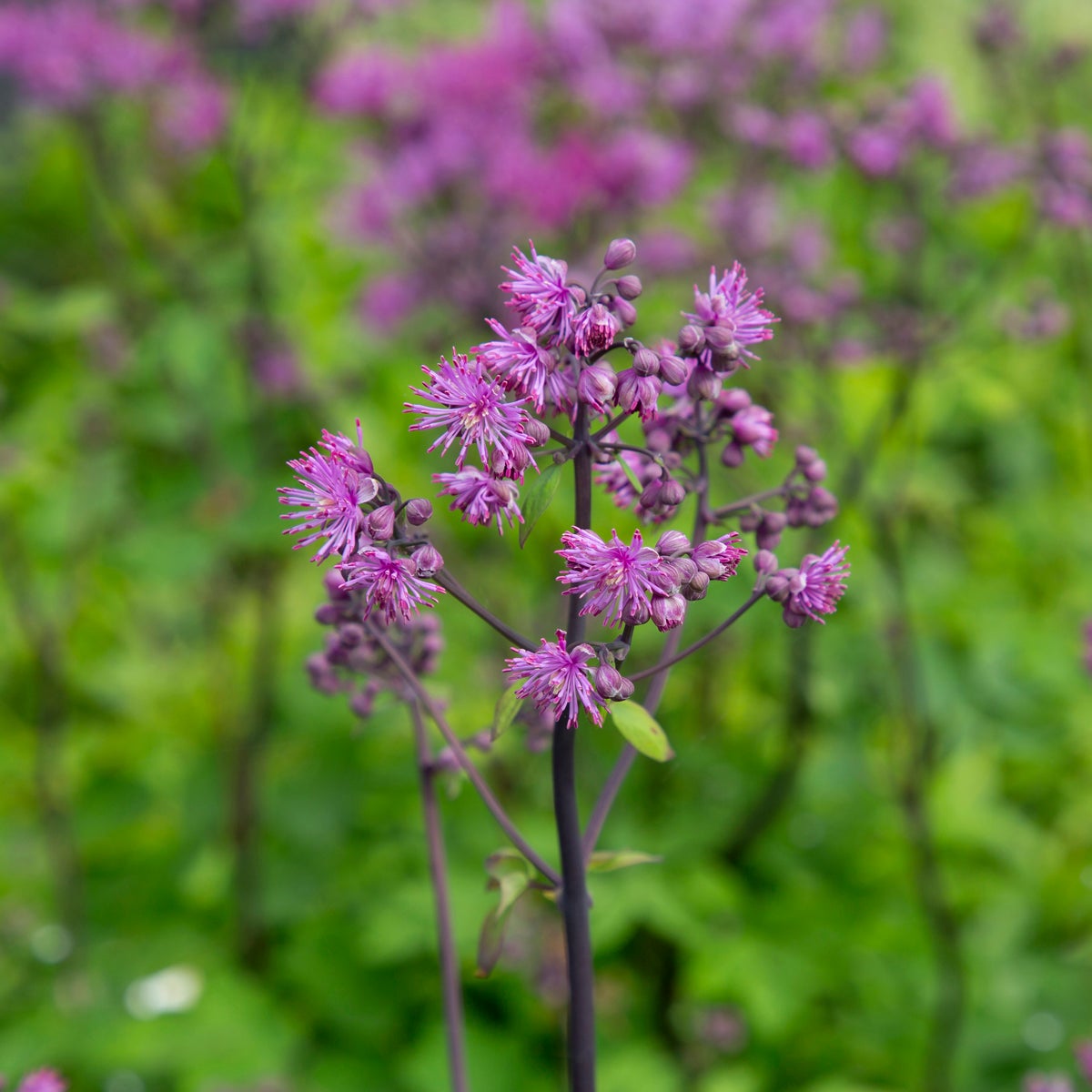 violruta 'Black Stockings'