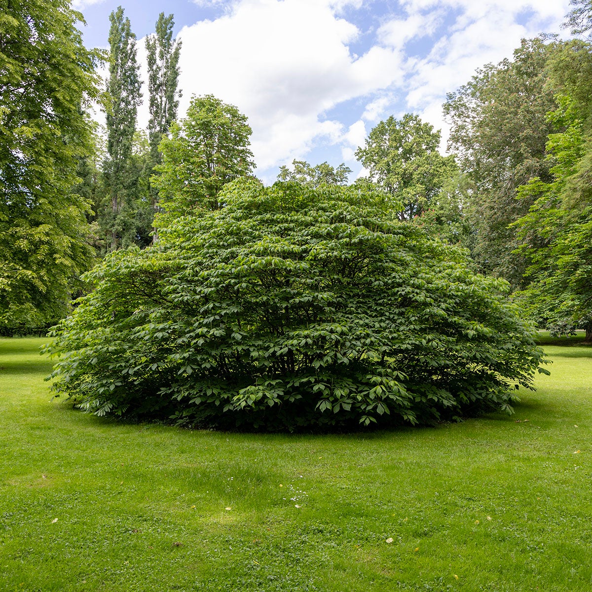 småblommig hästkastanj