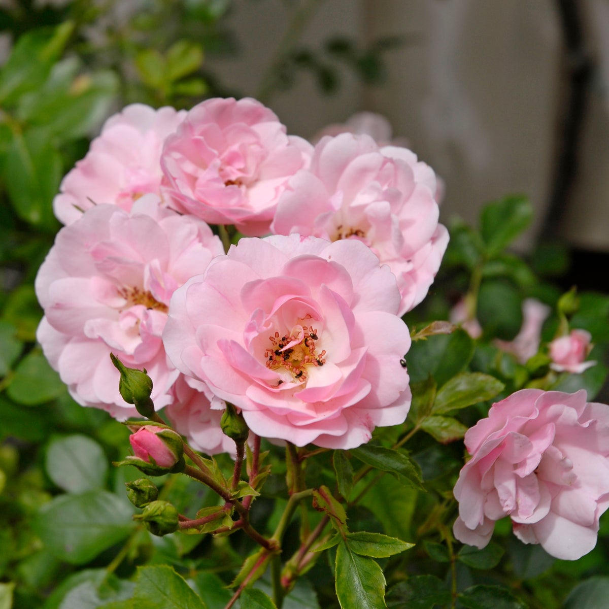 modern buskros Bonica ('Meidomonac')