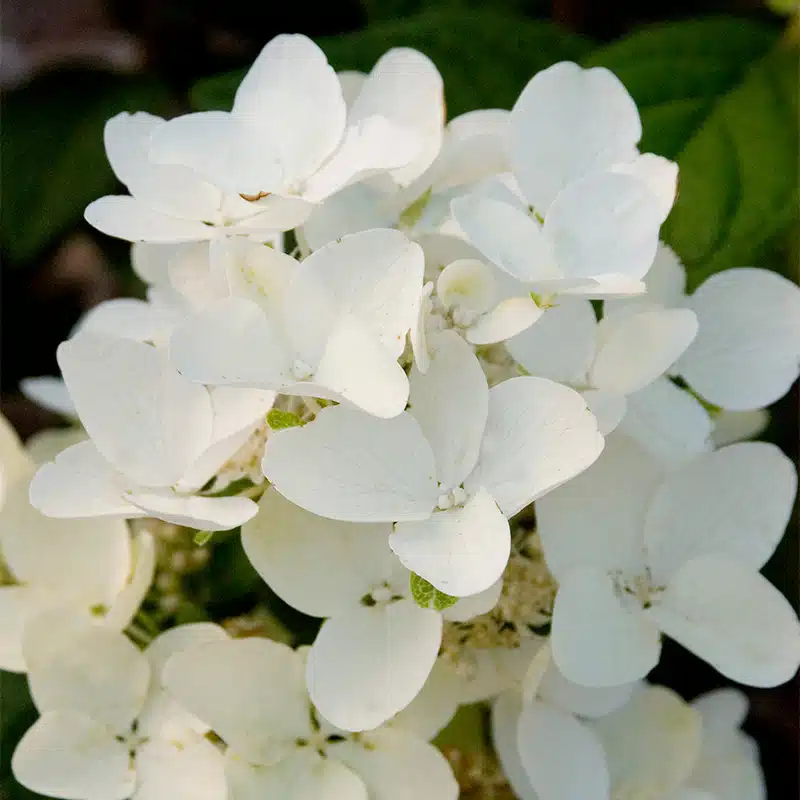 vipphortensia White Diamonds