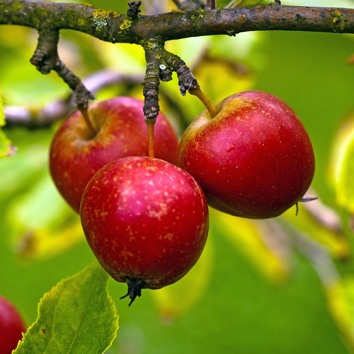 äpple Eldrött Duväpple