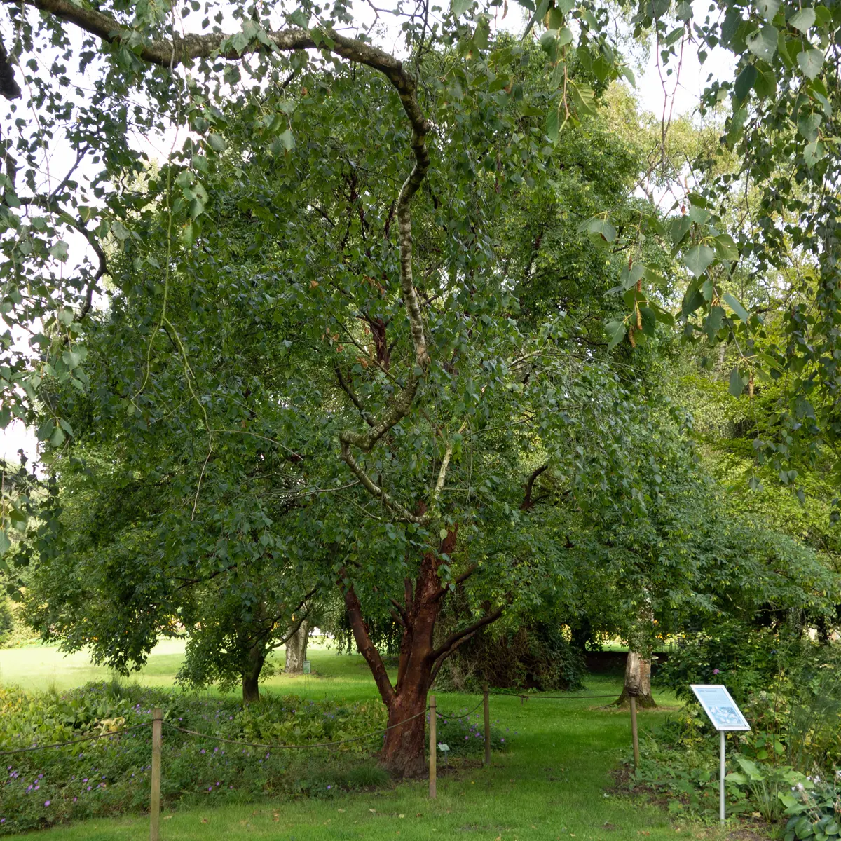 kopparlönn
