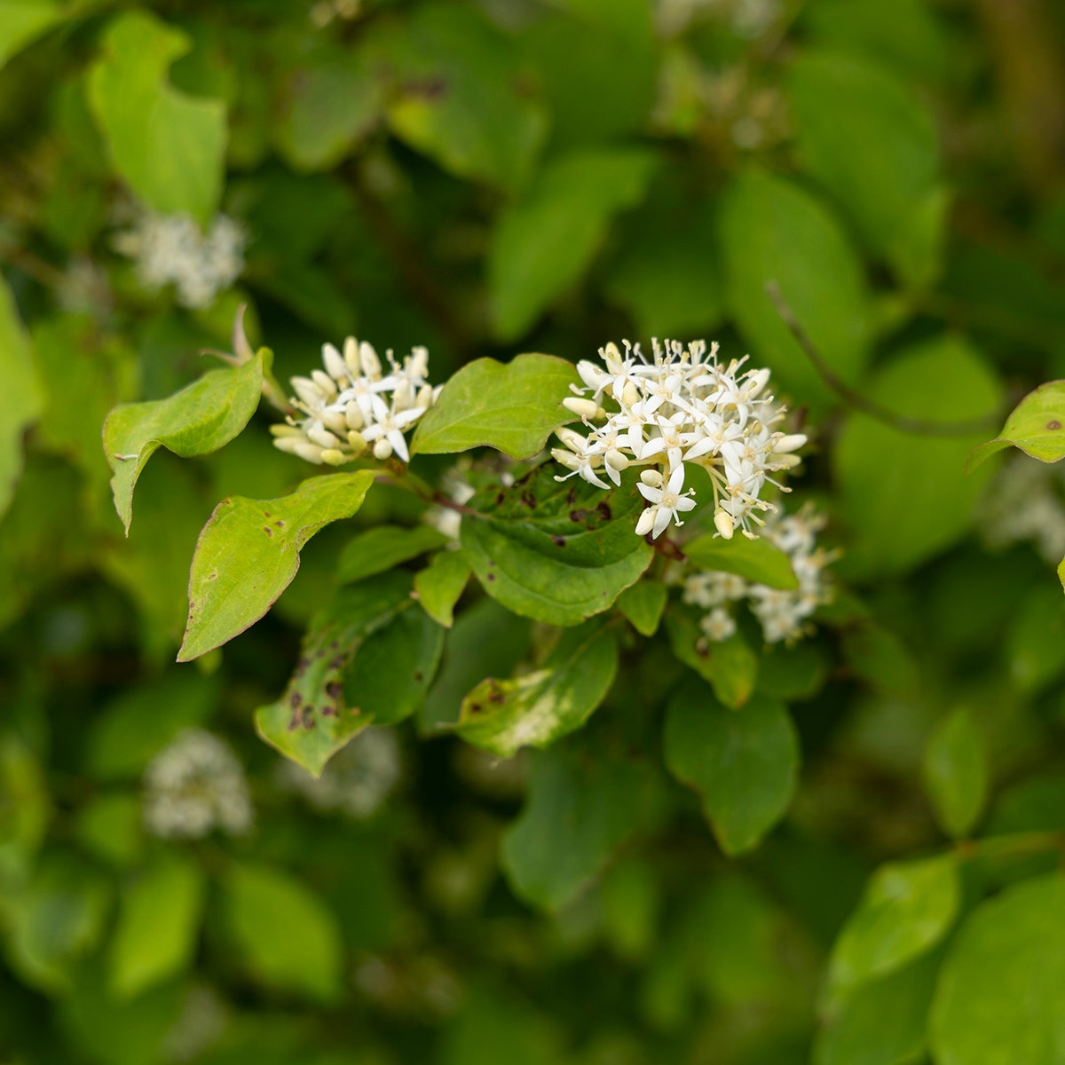 skogskornell 'Midwinter Fire'