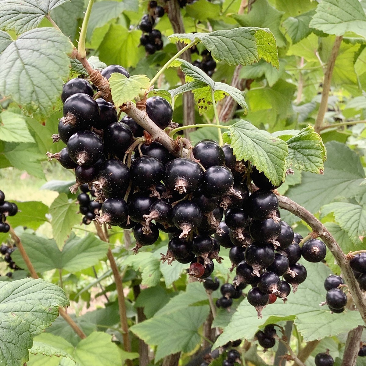 svarta vinbär Balsgård Mirjam®