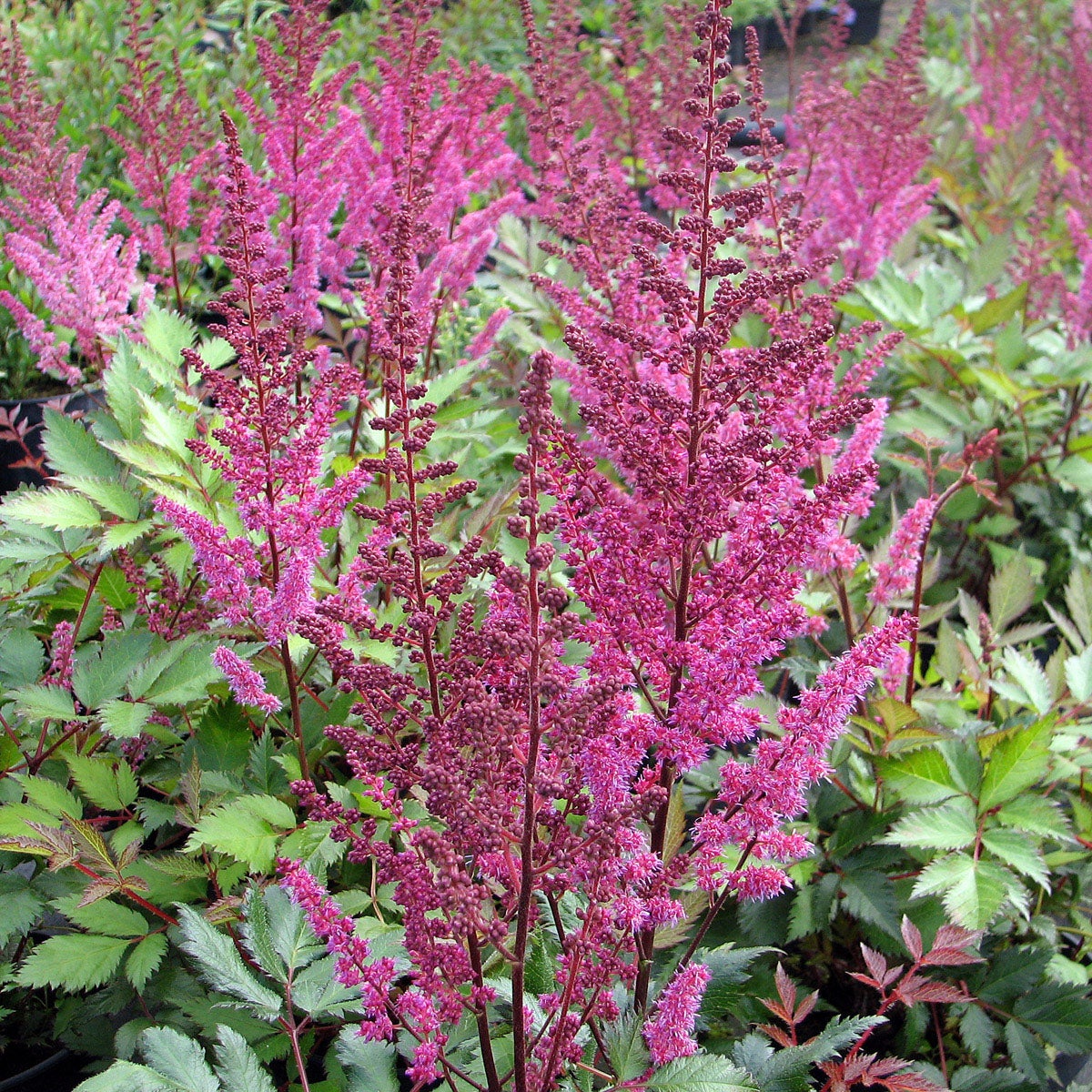 astilbe 'Maggie Daley'