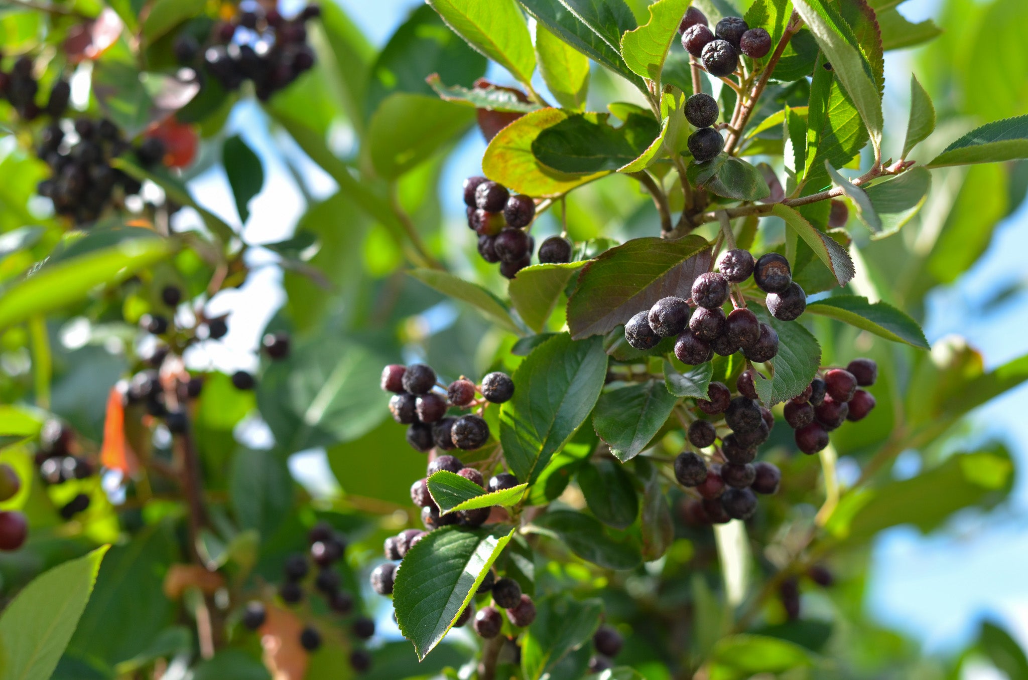 slånaronia 'Aron'