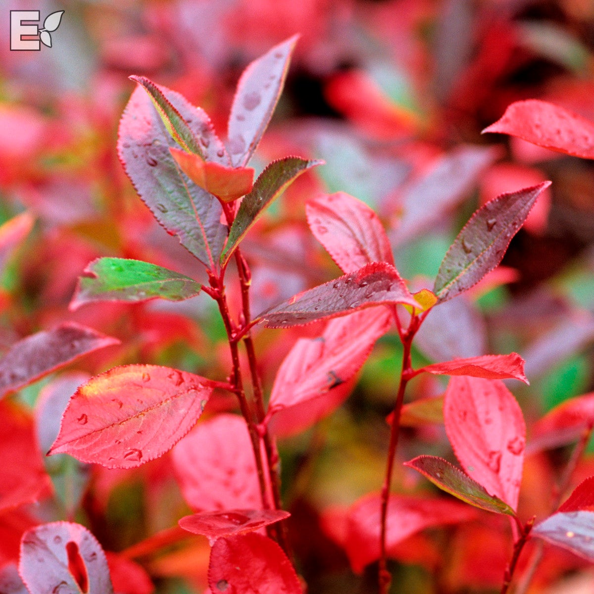 svartaronia Glorie® E