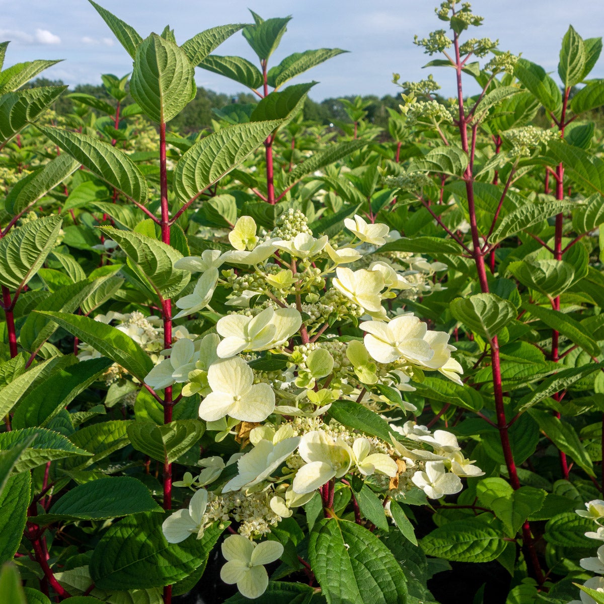 vipphortensia 'Wim's Red'PBR