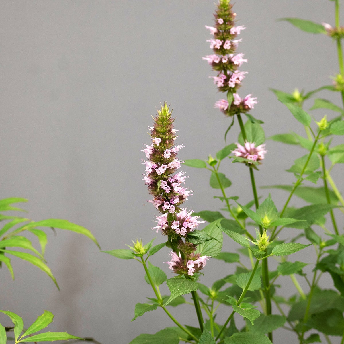 anisisop Beelicious Pink ('Agapk'PBR)