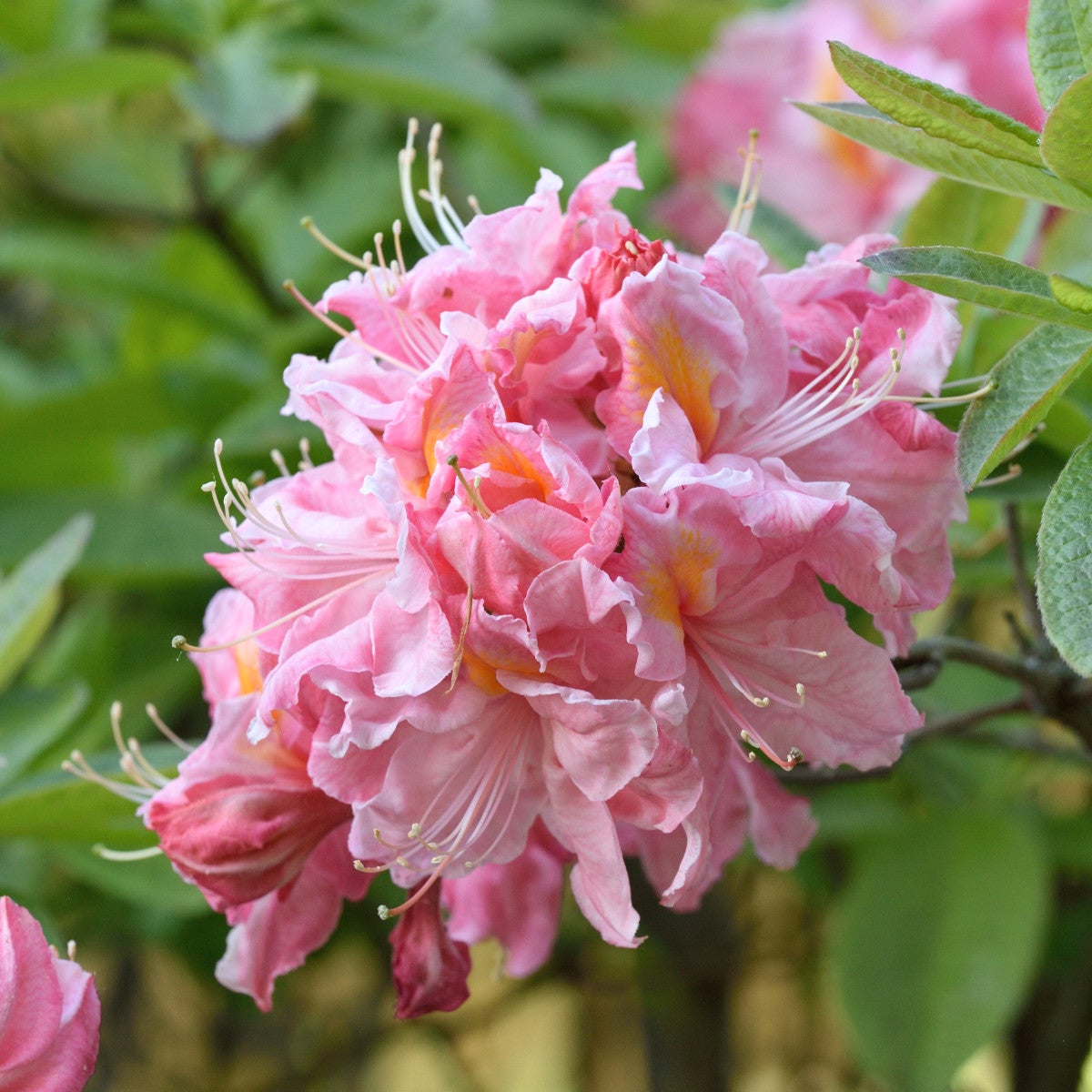 trädgårdsazalea 'Cecile'