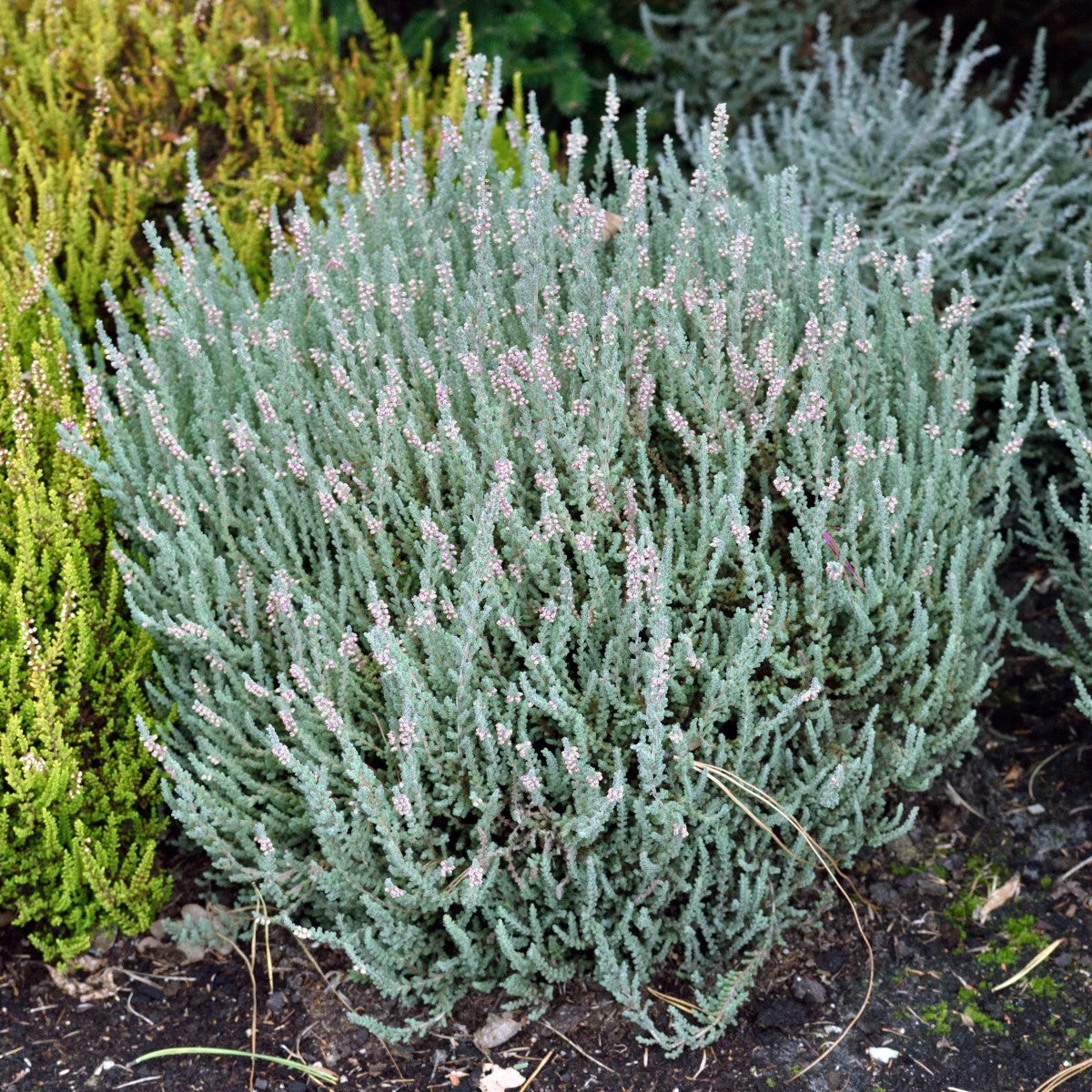 ljung 'Silver Knight'