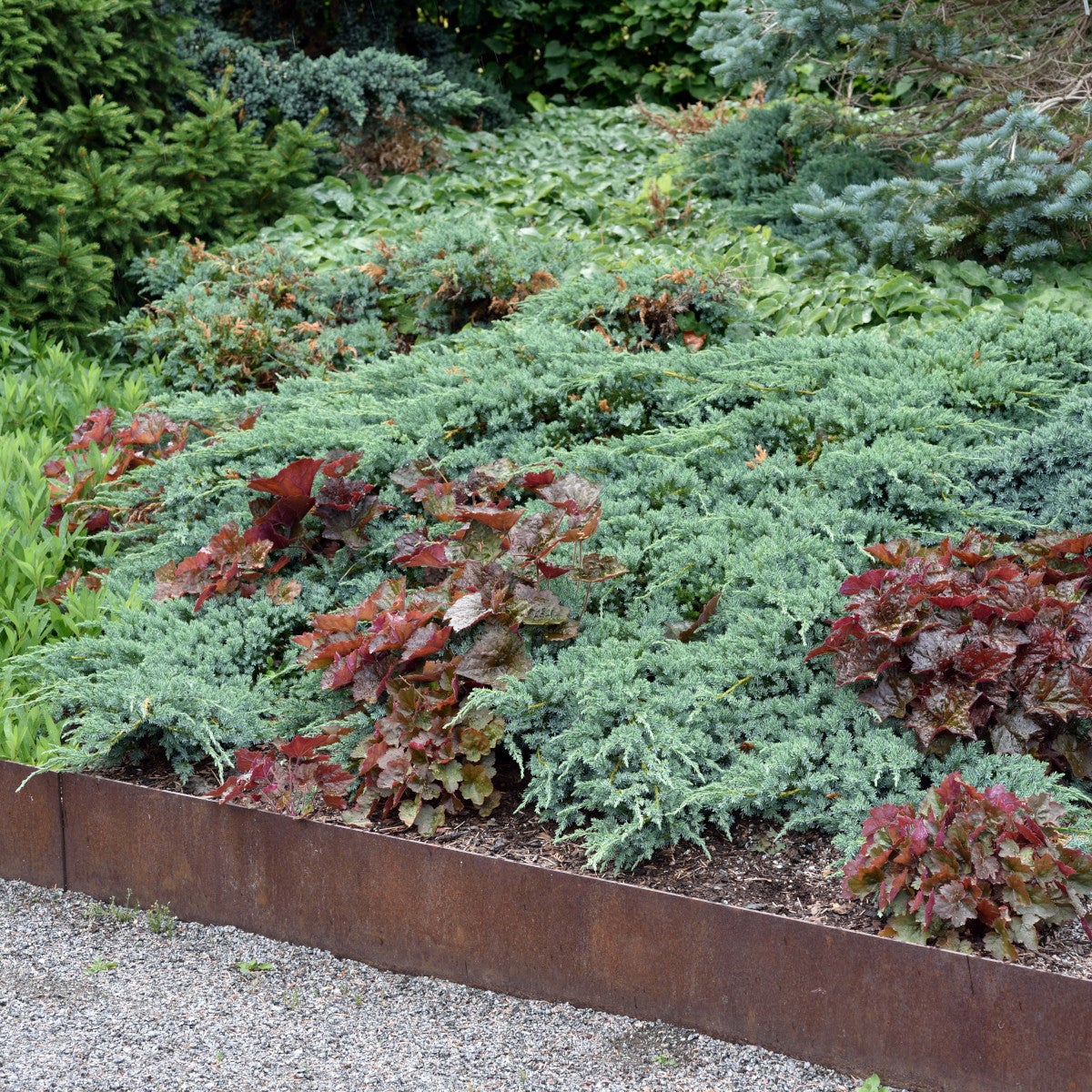 himalaya-en 'Blue Carpet'