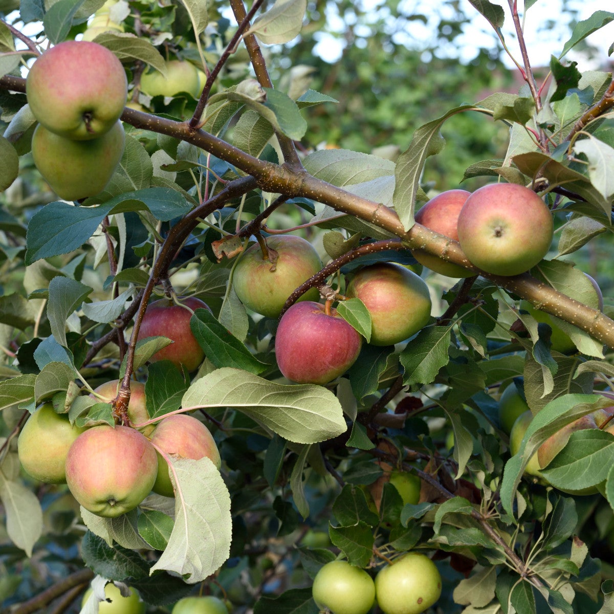 äpple 'Tobias'