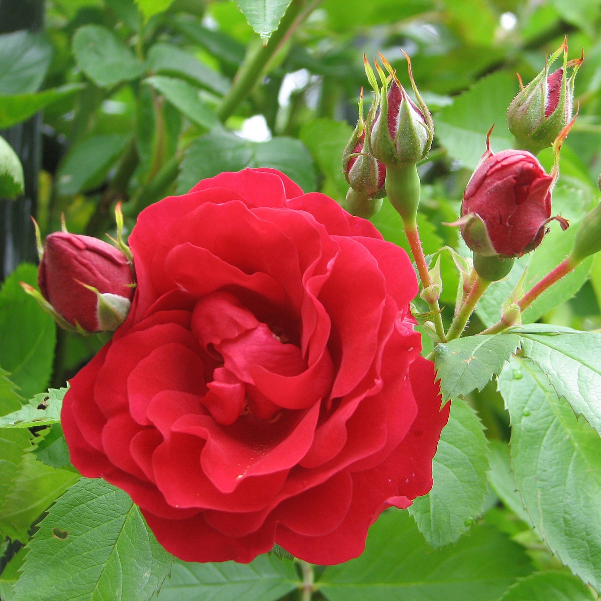 kordesii-ros Flammentanz ('Korflata')